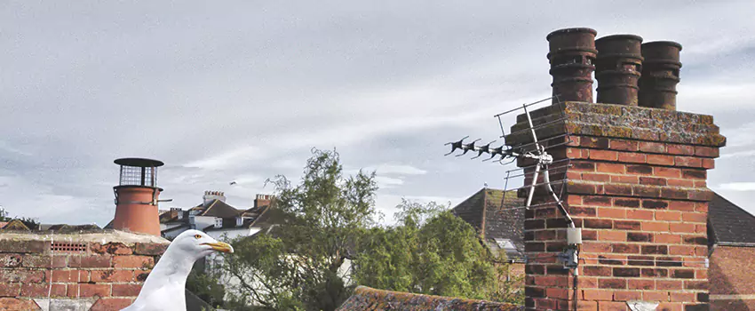 Chimney Cleaning And Restoration in Jenison, Michigan